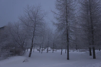 frosty trees 058 — Скачать