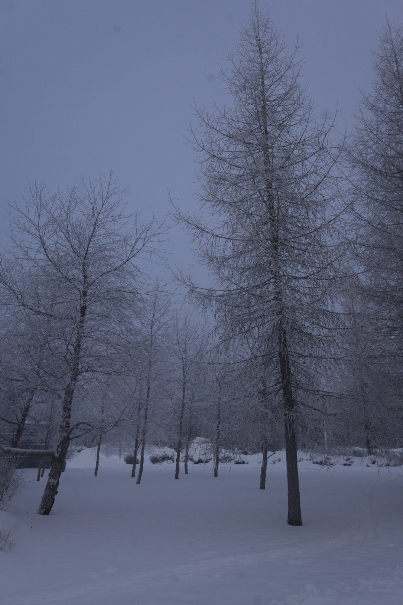 frosty trees 059 — Скачать
