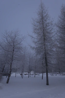 frosty trees 059 — Скачать