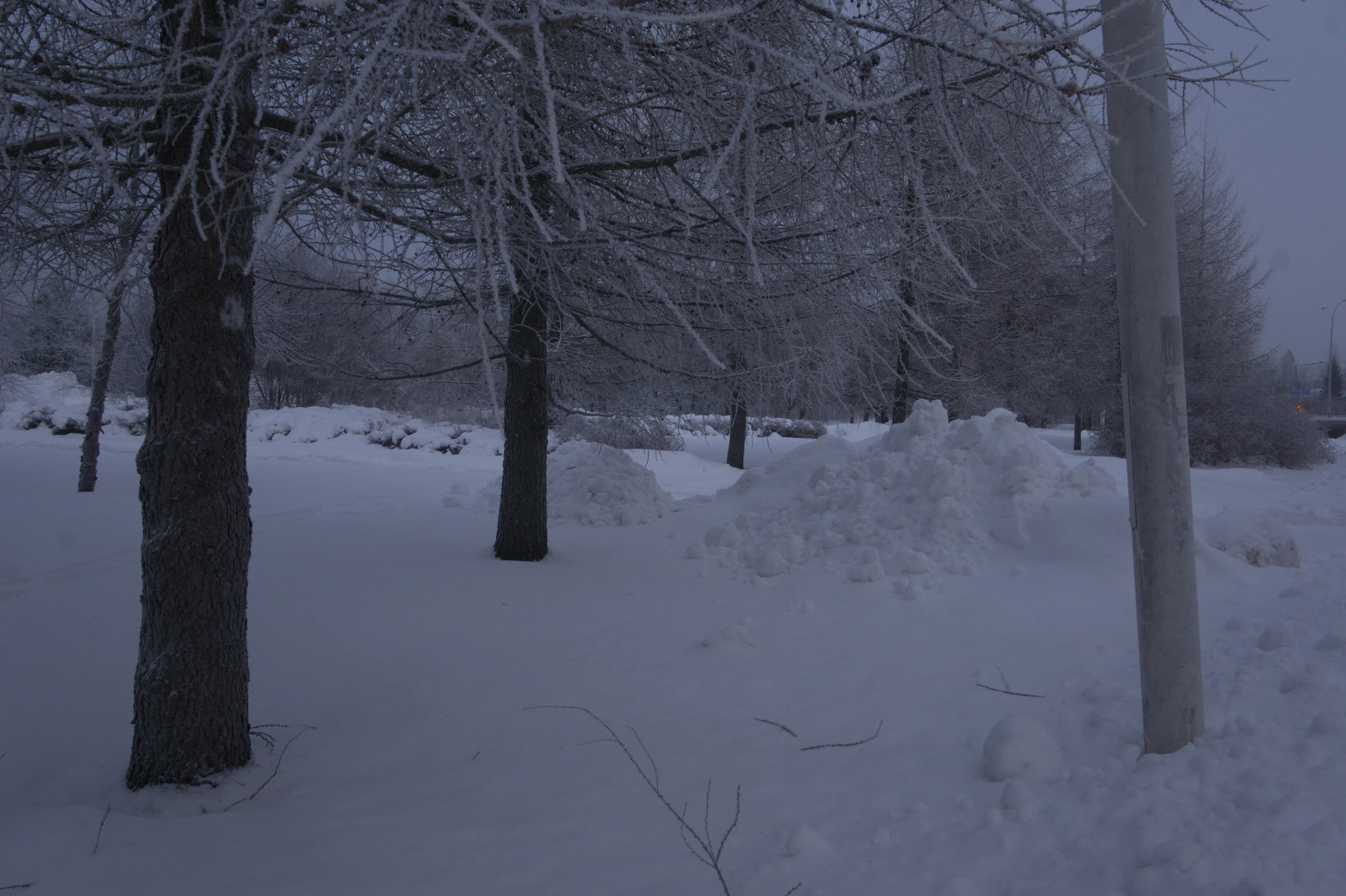frosty trees 060 — Descargar
