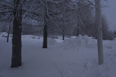 frosty trees 060 — Descargar