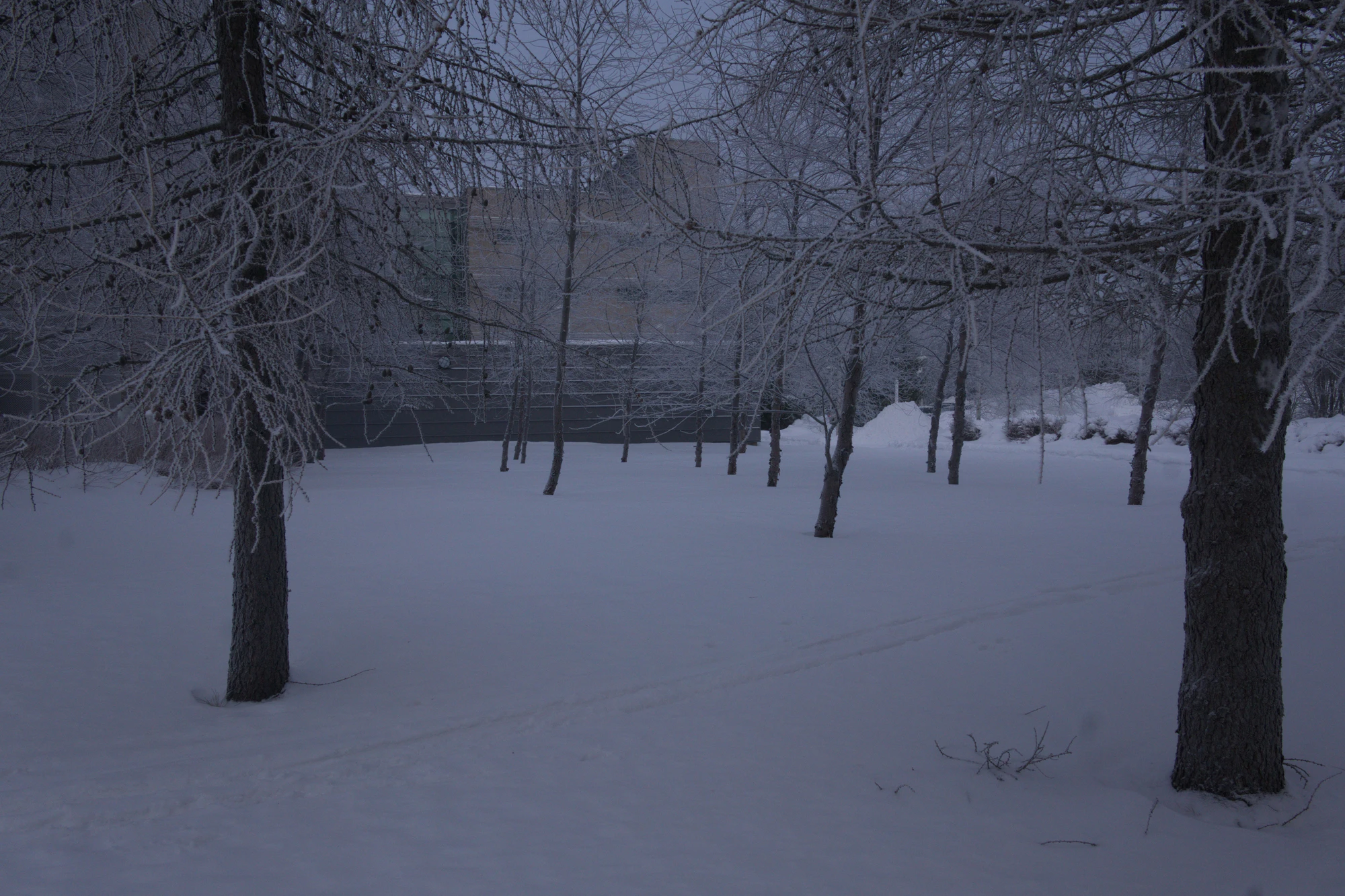 frosty trees 061 — Descargar