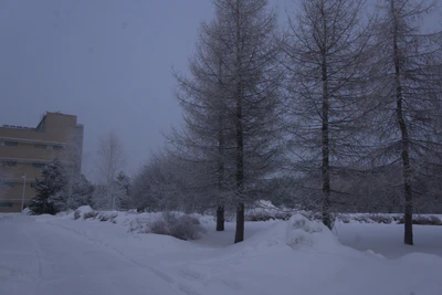 frosty trees 062 — Descargar