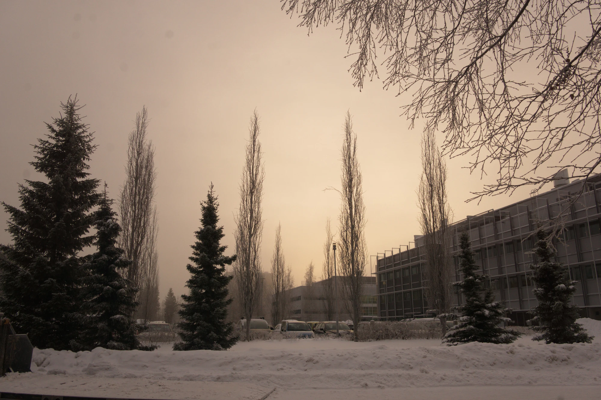 frosty trees 063 — Скачать