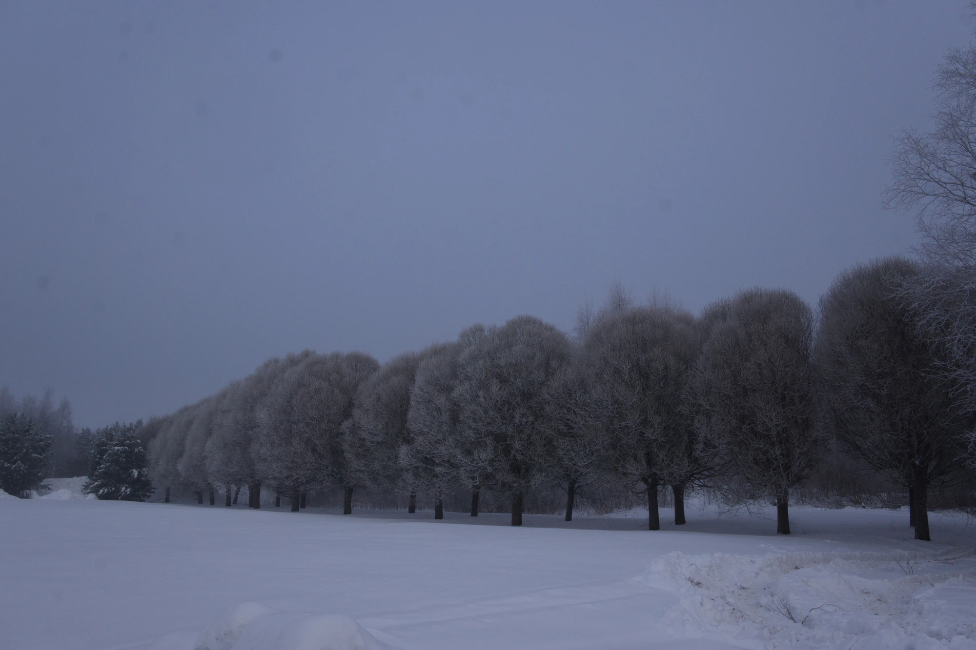 frosty trees 064 — Descargar