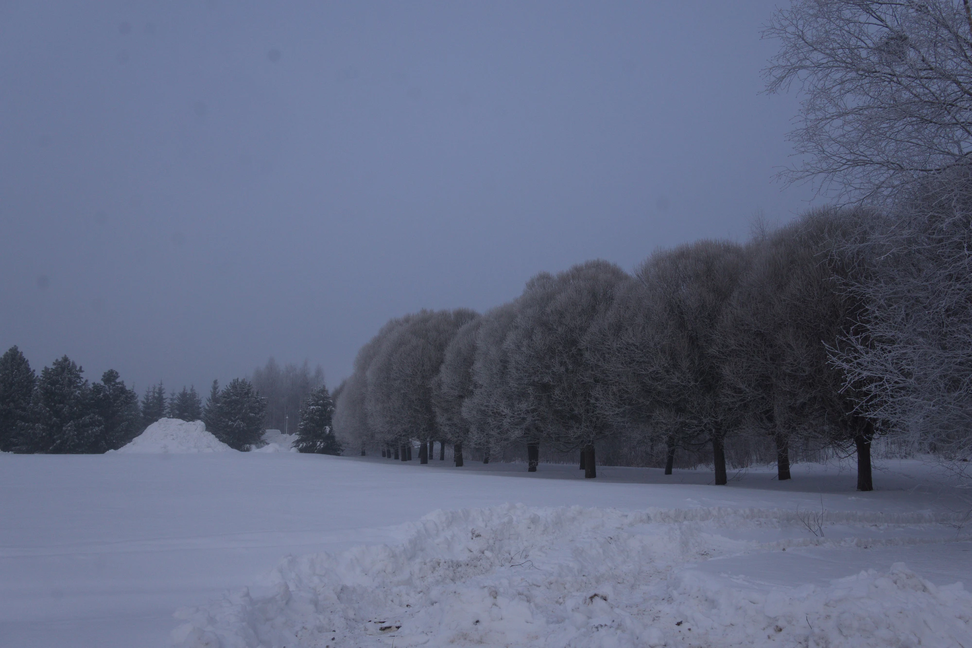 frosty trees 065 — Descargar