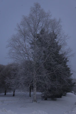 frosty trees 066 — Descargar