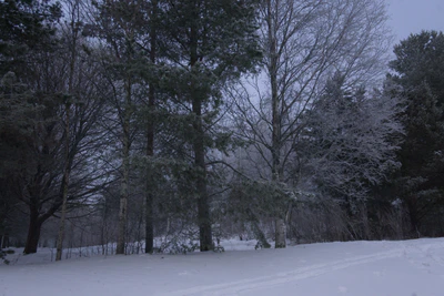 frosty trees 067 — Descargar