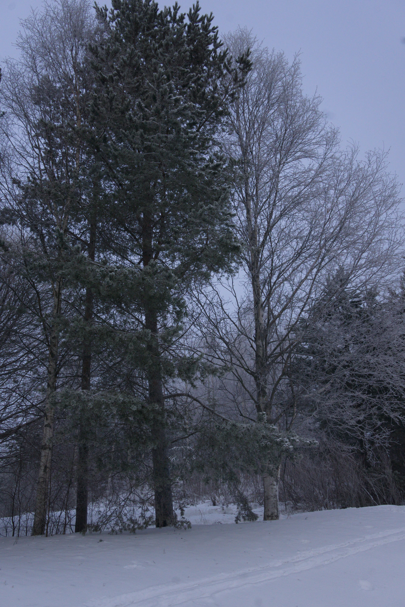frosty trees 068 — Скачать