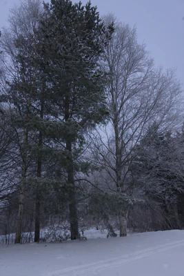 frosty trees 068 — Скачать