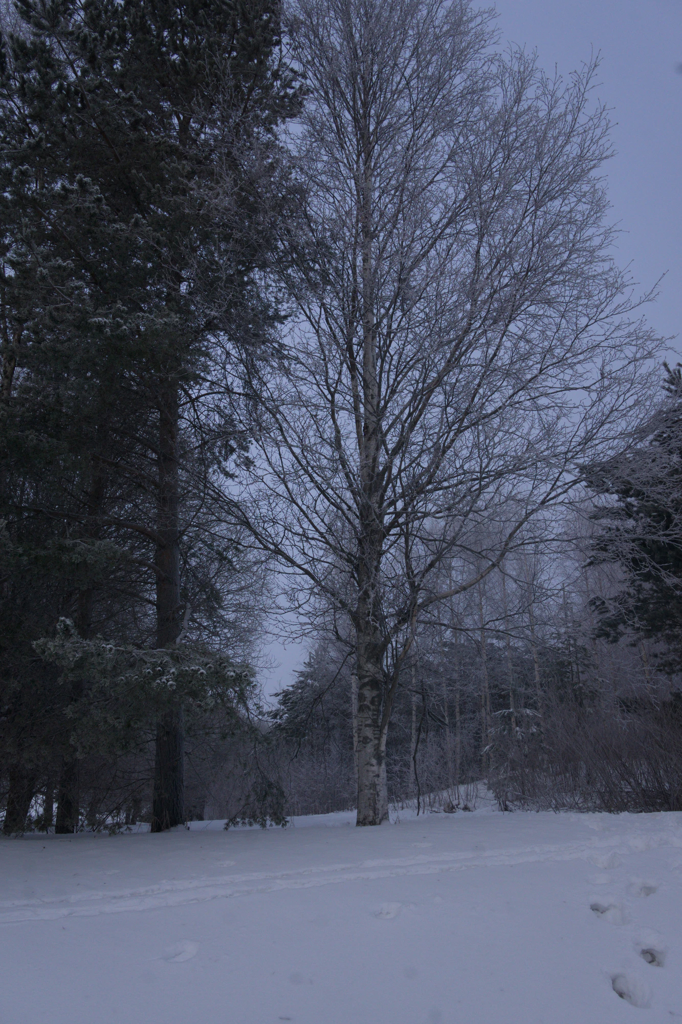 frosty trees 069 — Descargar