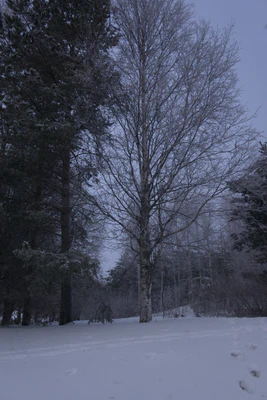 frosty trees 069 — Descargar