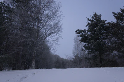 frosty trees 070 — Скачать