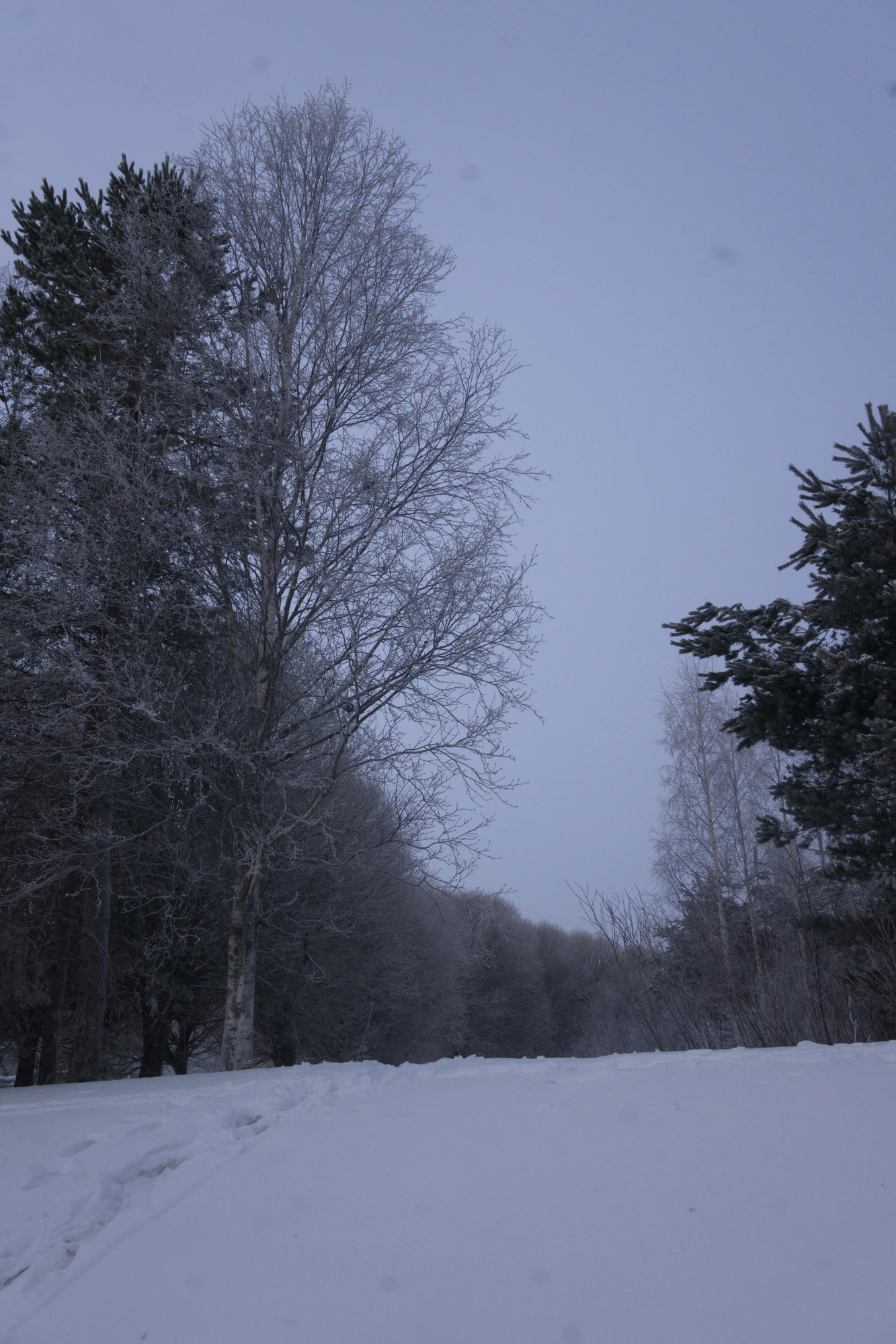 frosty trees 071 — Скачать