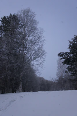 frosty trees 071 — Скачать
