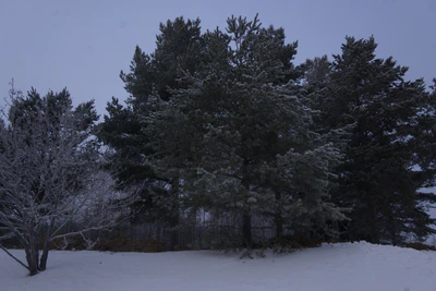 frosty trees 072 — Скачать
