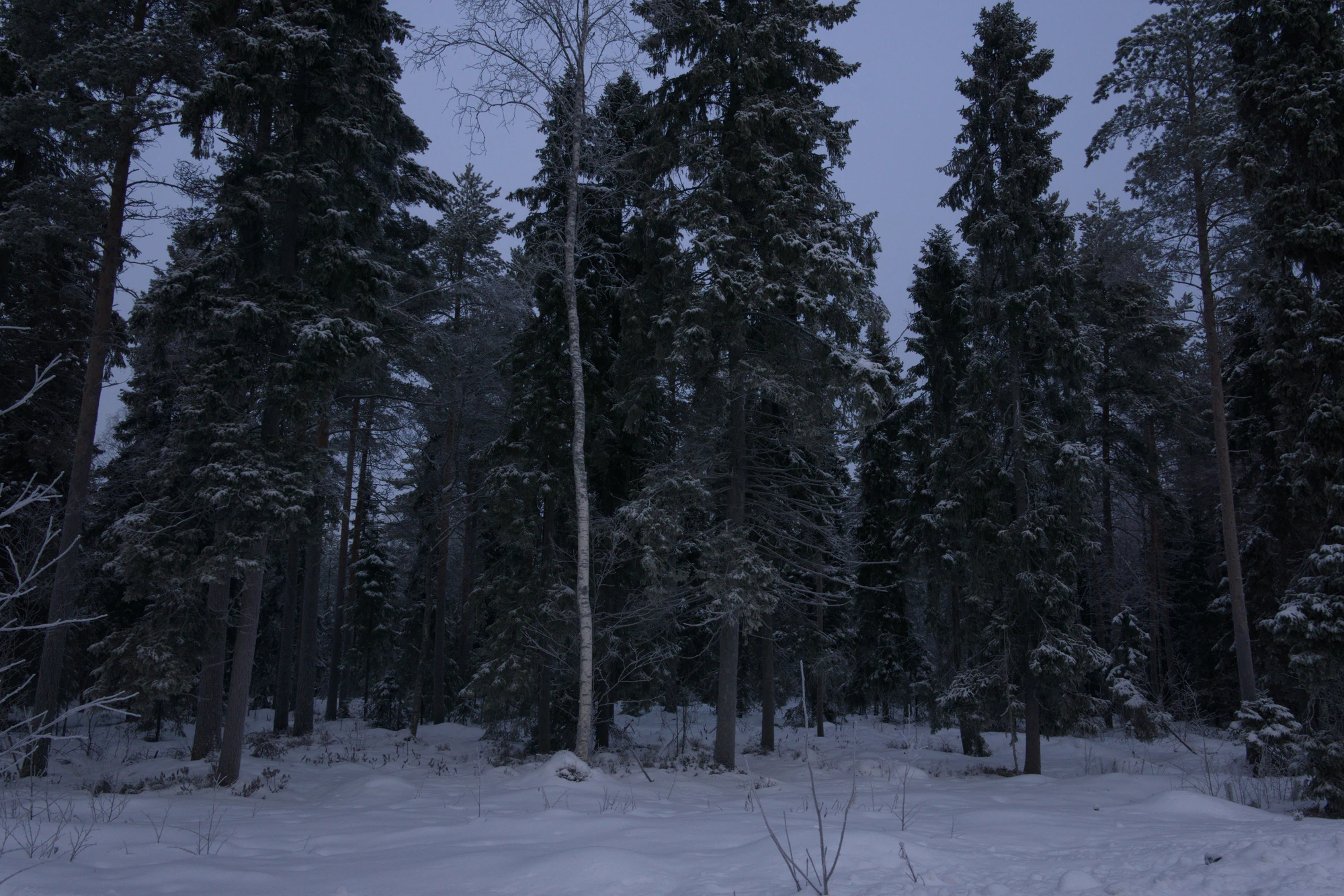 frosty trees 074 — Скачать