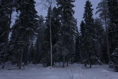 frosty trees 074 — Скачать