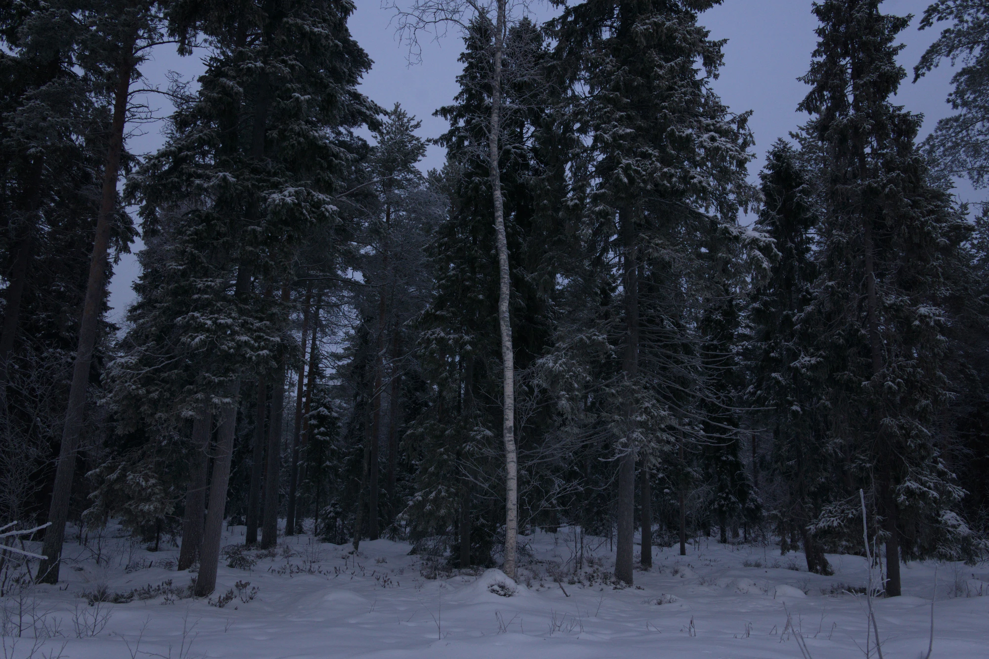 frosty trees 075 — Descargar