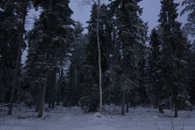 frosty trees 075 — Descargar
