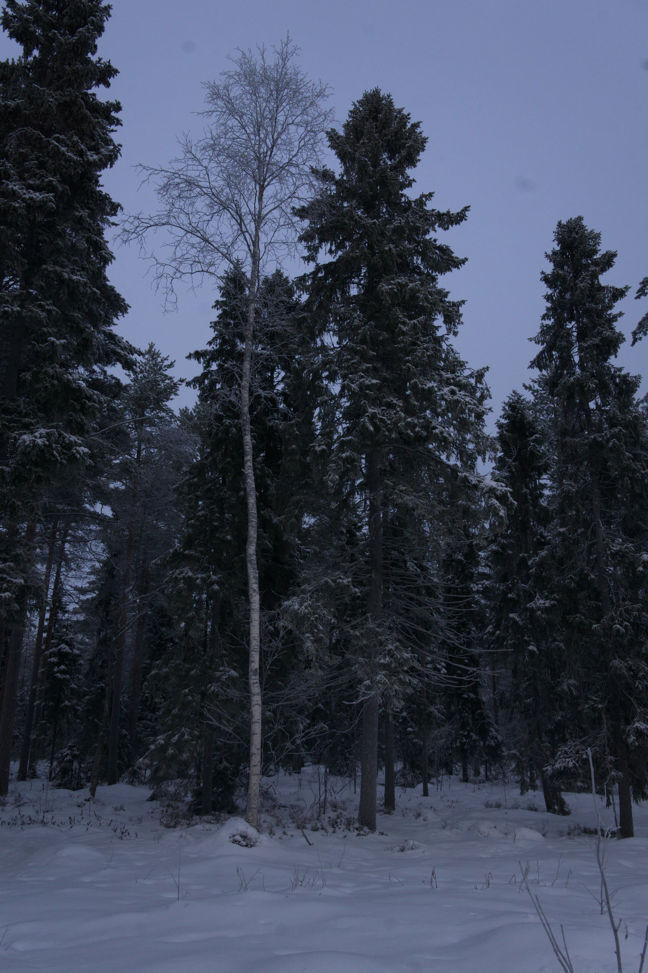 frosty trees 076 — Descargar