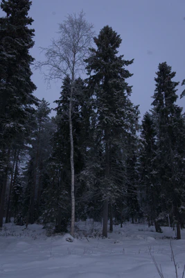 frosty trees 076 — Descargar