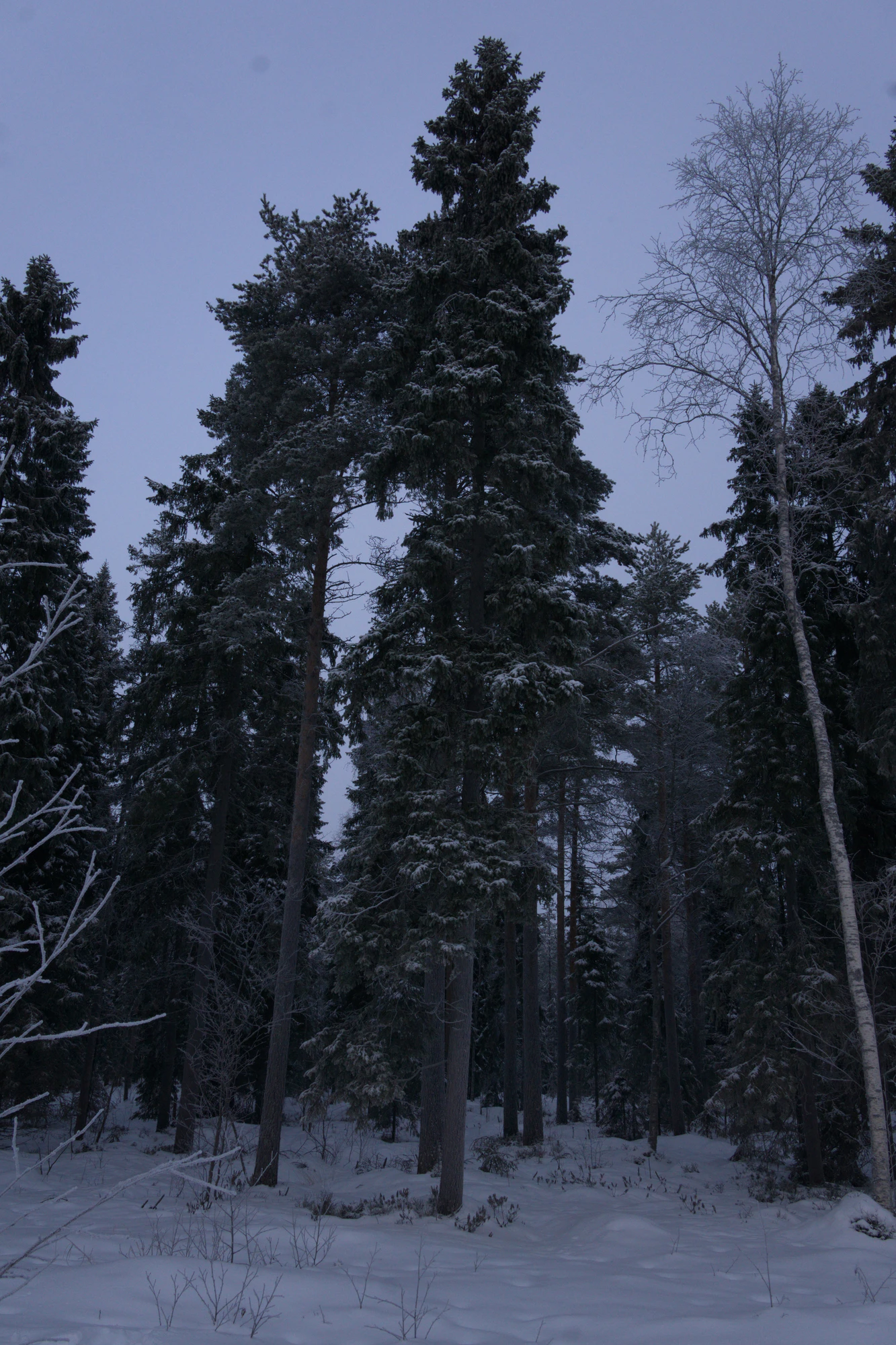 frosty trees 077 — Descargar