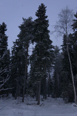 frosty trees 077 — Descargar
