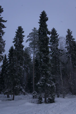frosty trees 078 — Скачать