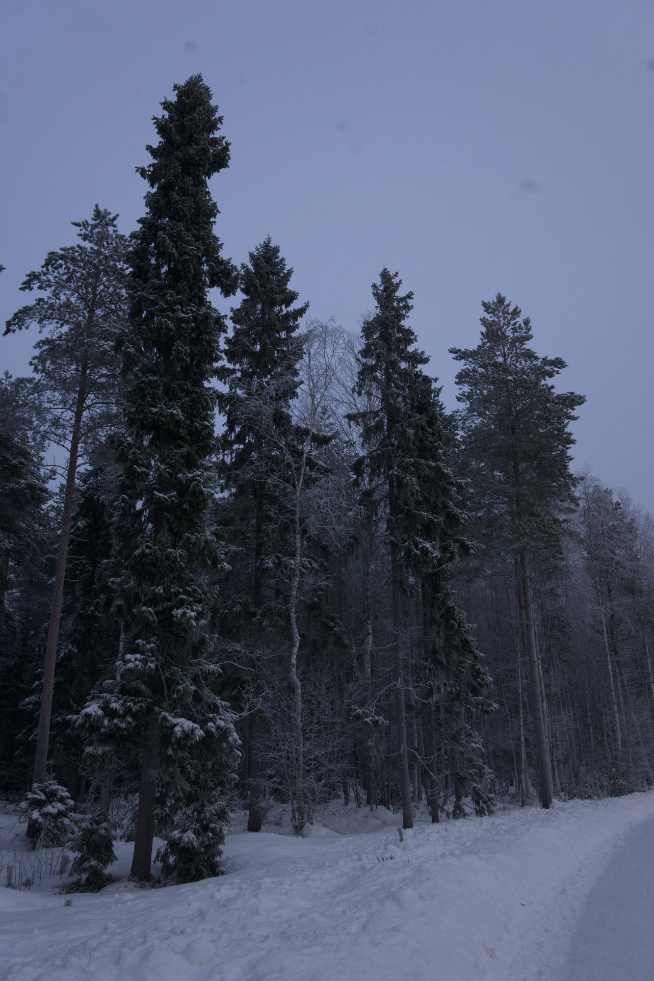 frosty trees 079 — Descargar