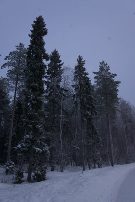 frosty trees 079 — Descargar