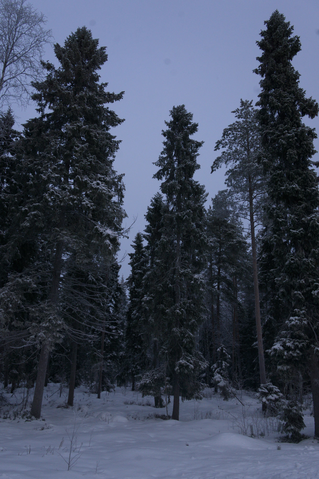 frosty trees 080 — Descargar