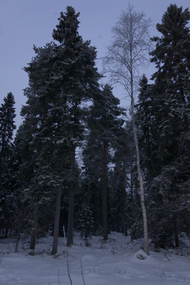 frosty trees 081 — Скачать