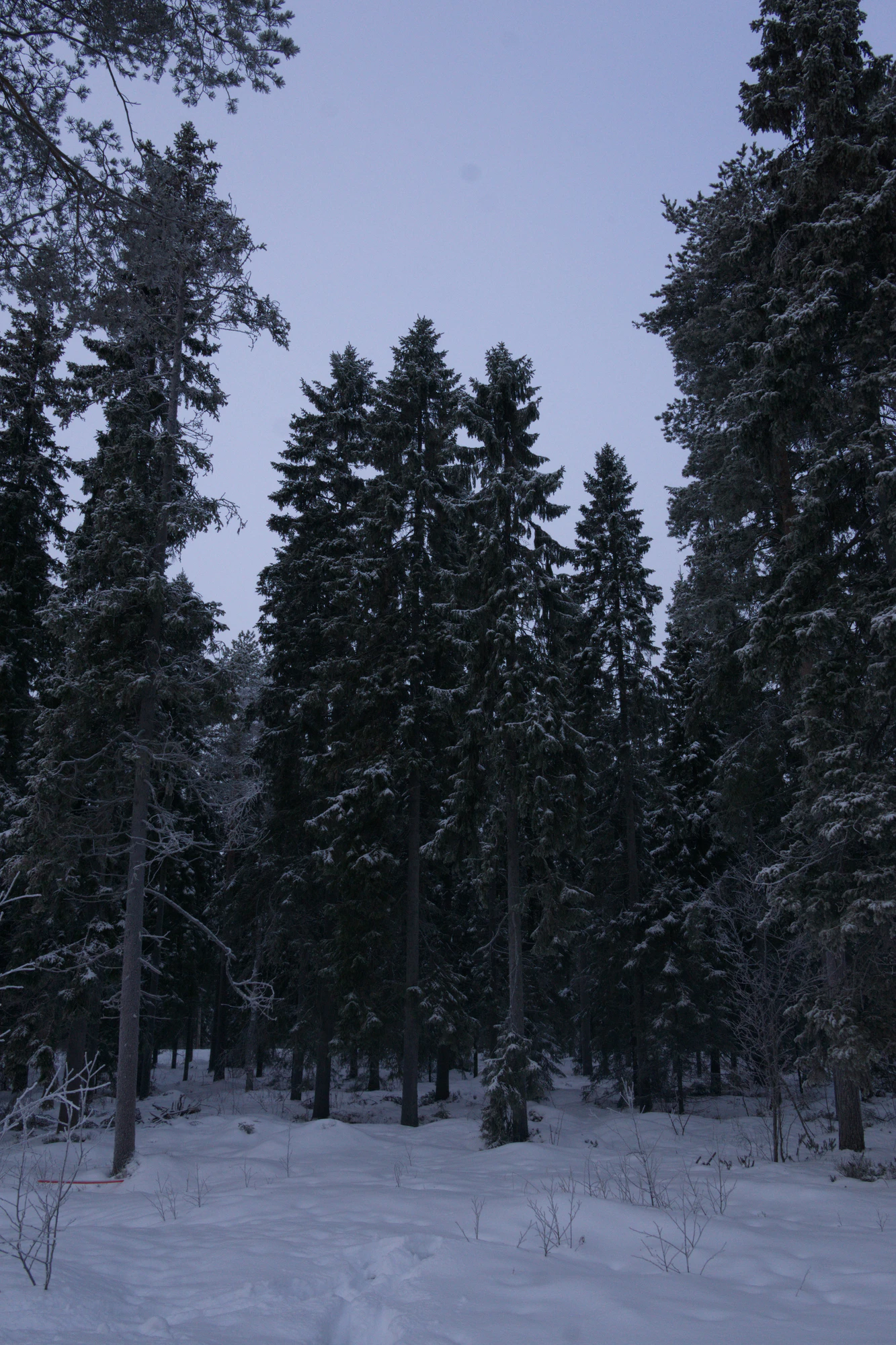 frosty trees 082 — Descargar