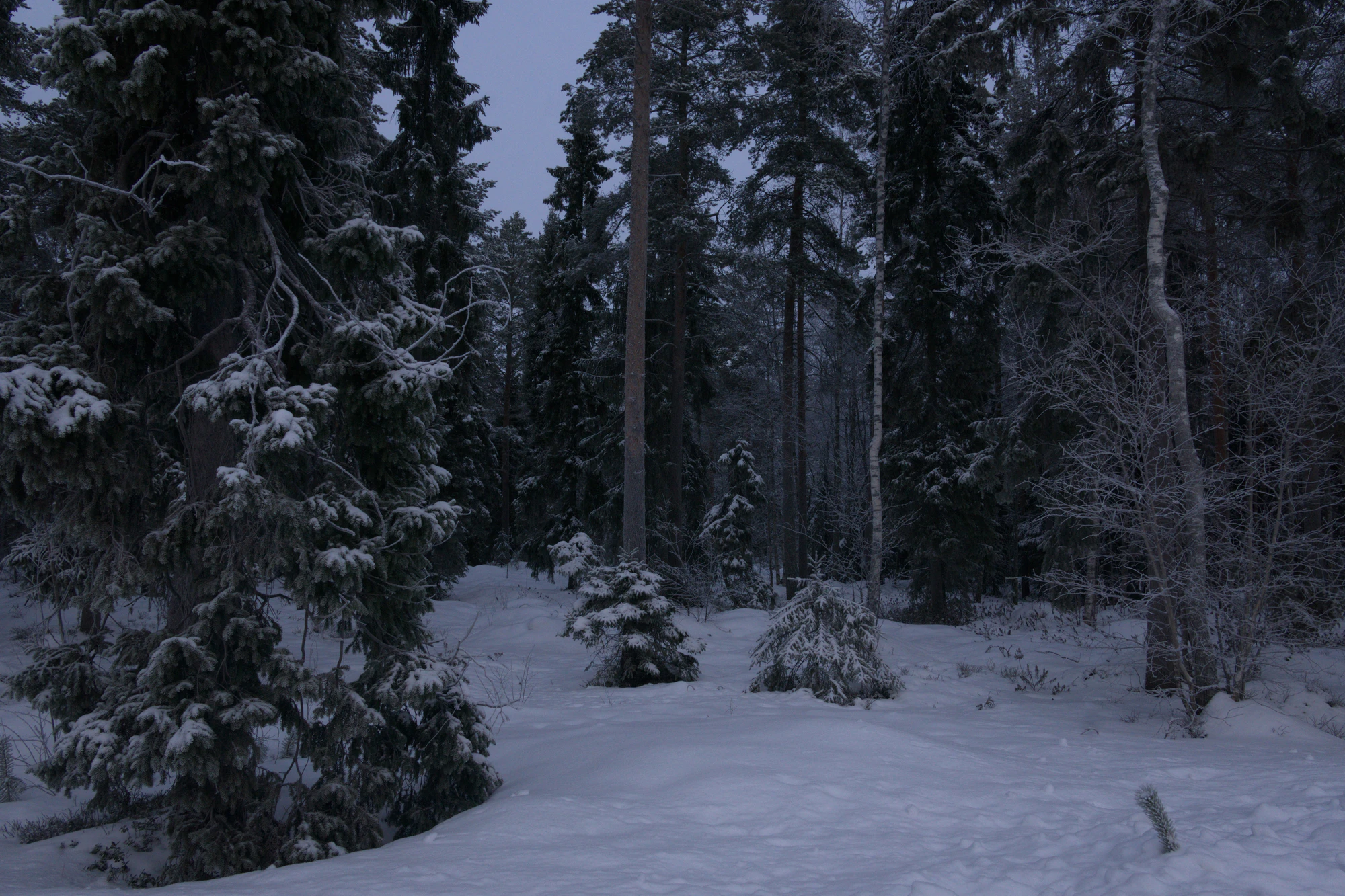 frosty trees 083 — Descargar