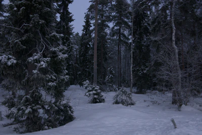 frosty trees 083 — Descargar