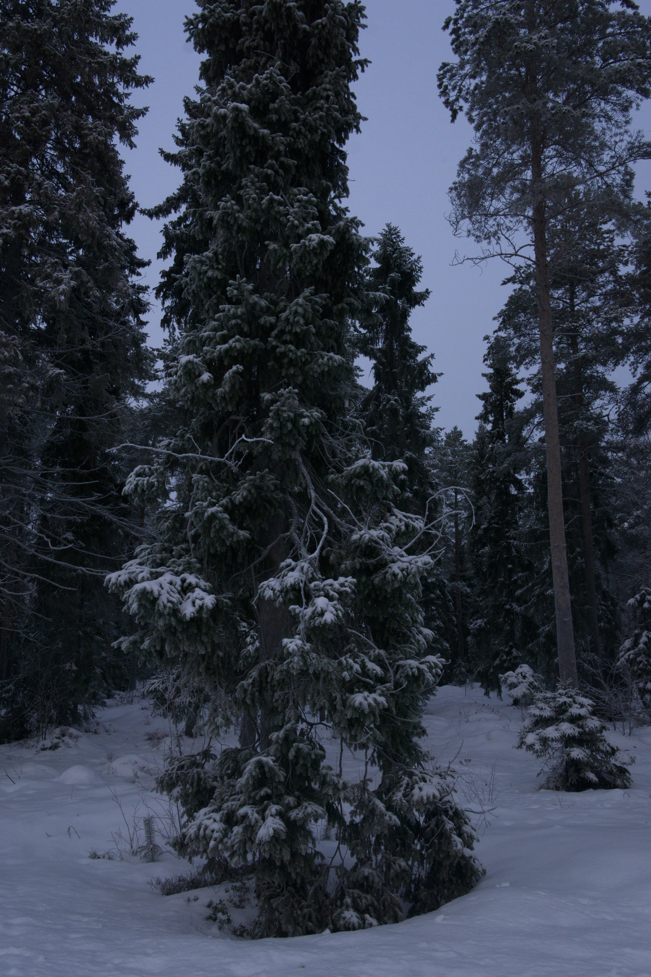 frosty trees 084 — Descargar