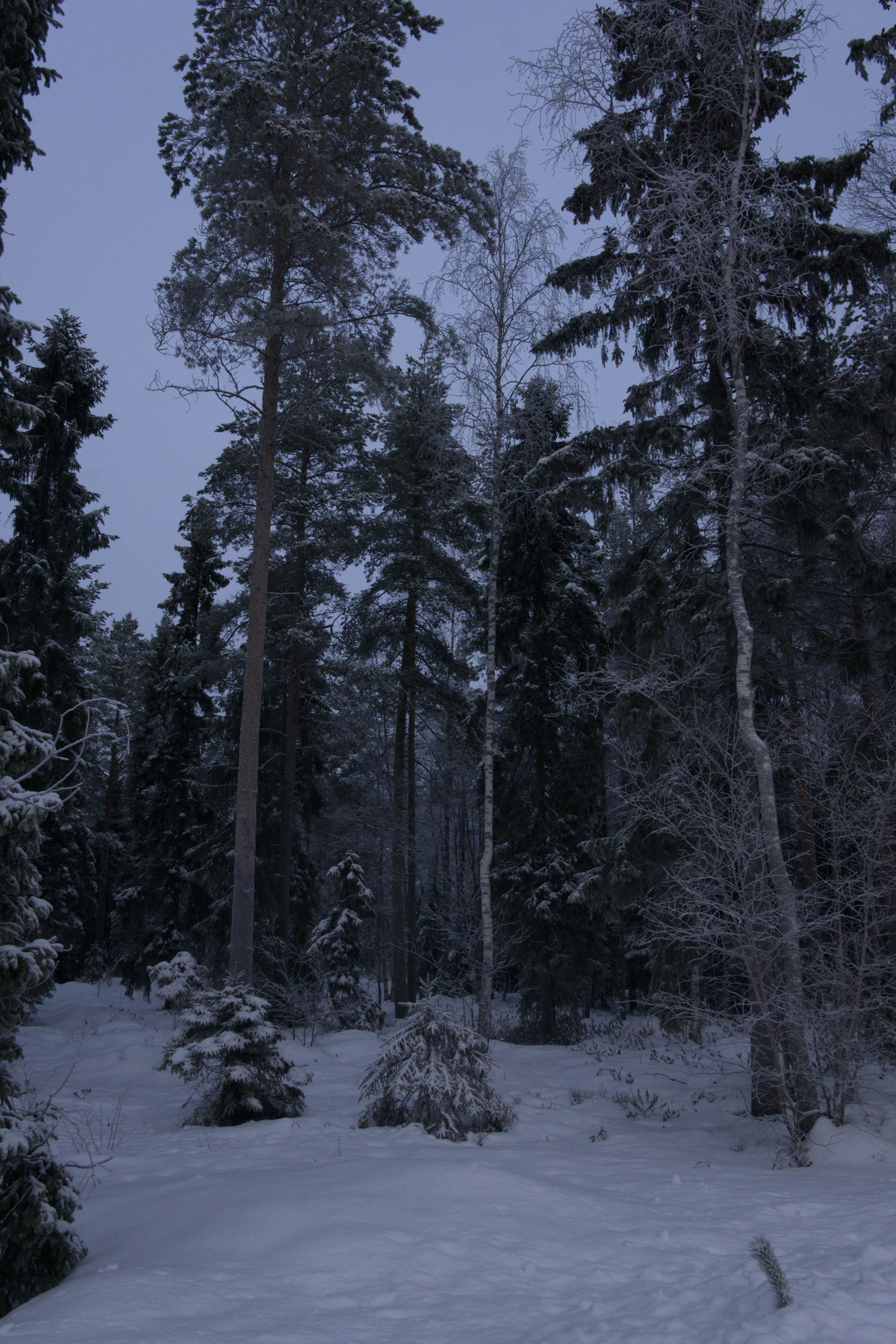 frosty trees 085 — Descargar