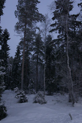 frosty trees 085 — Descargar