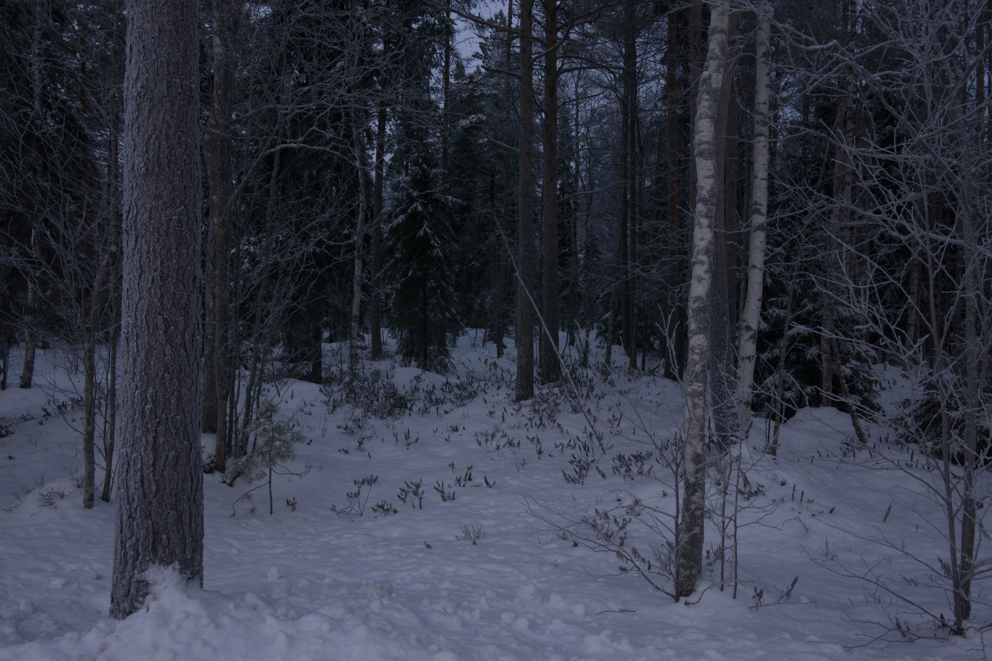 frosty trees 086 — Download