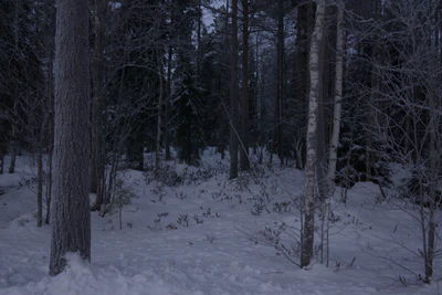 frosty trees 086 — Download