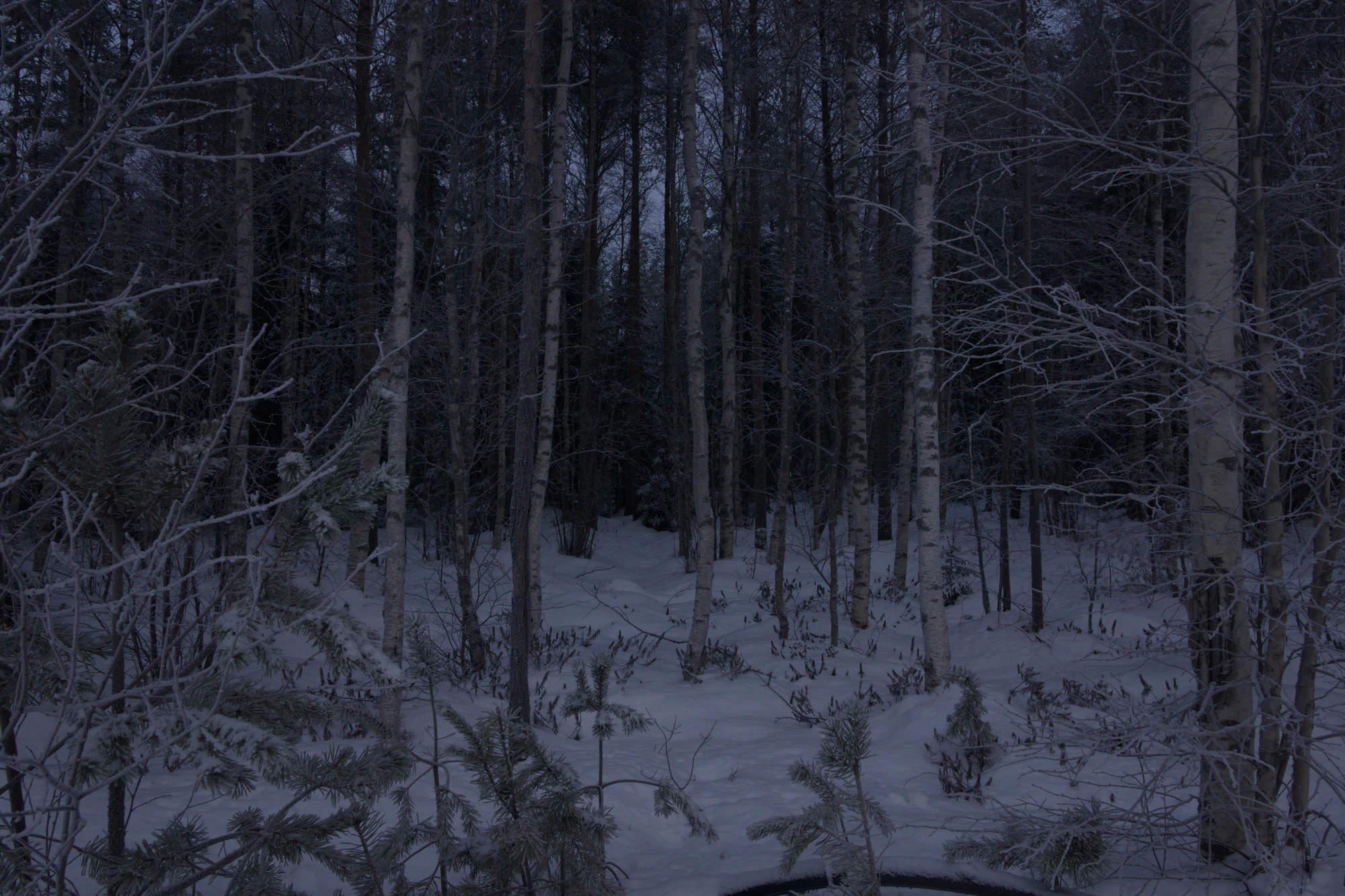 frosty trees 087 — Descargar