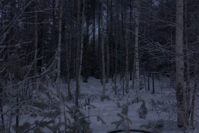 frosty trees 087 — Descargar