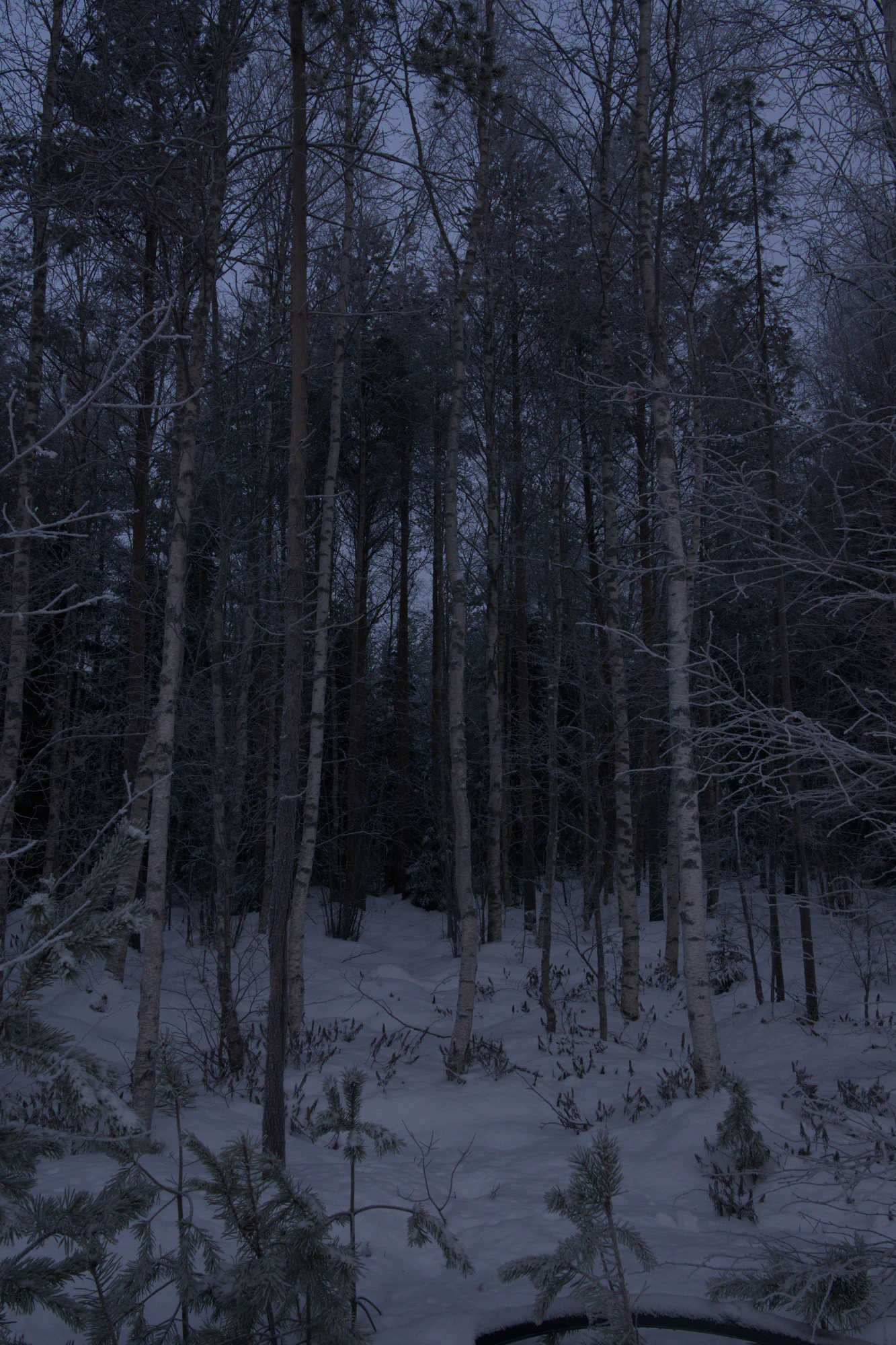 frosty trees 088 — Скачать