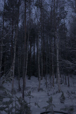 frosty trees 088 — Скачать