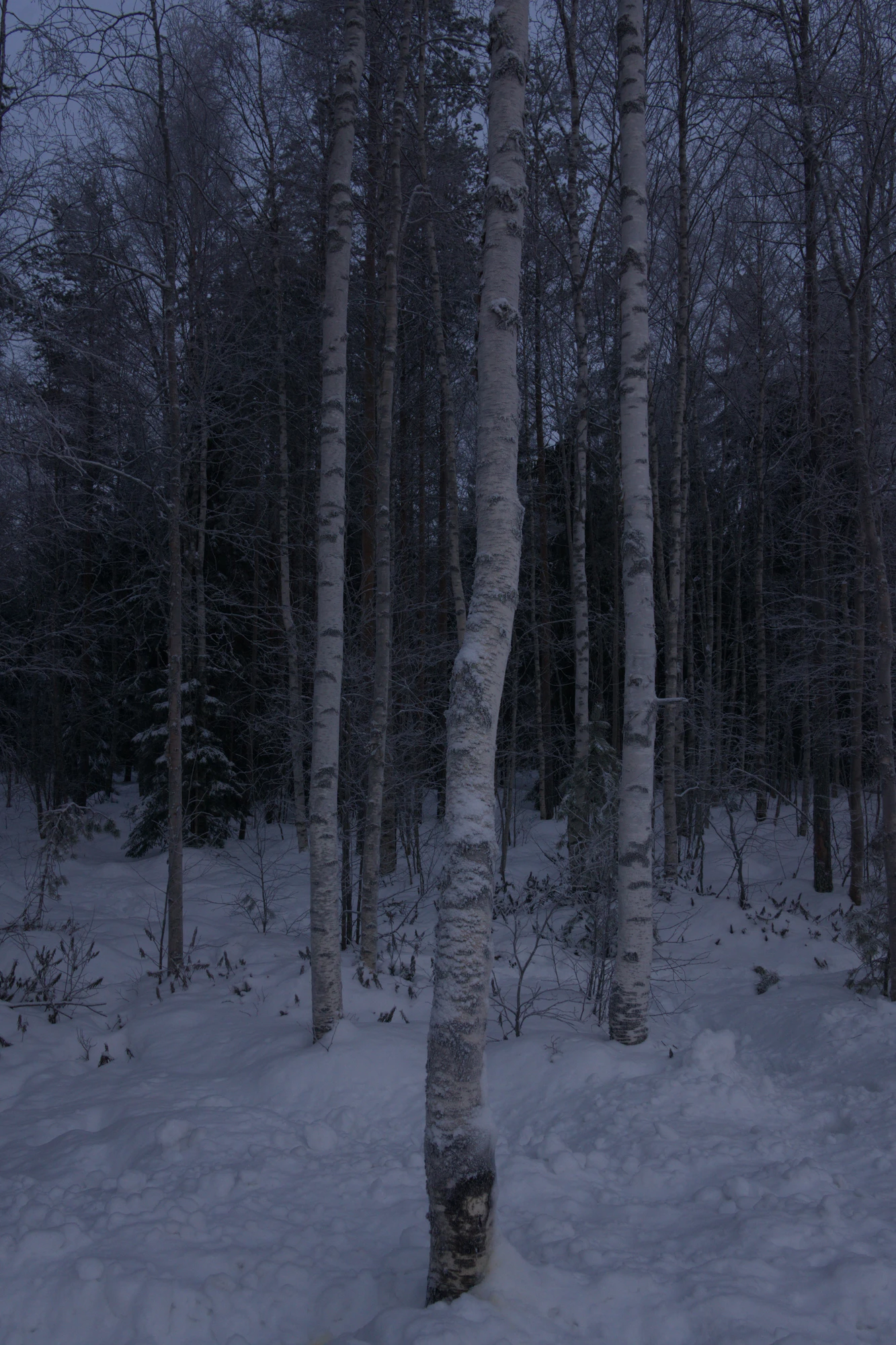 frosty trees 089 — Descargar