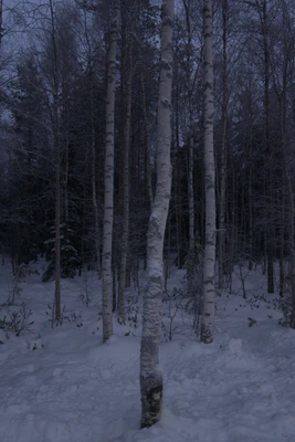 frosty trees 089 — Descargar
