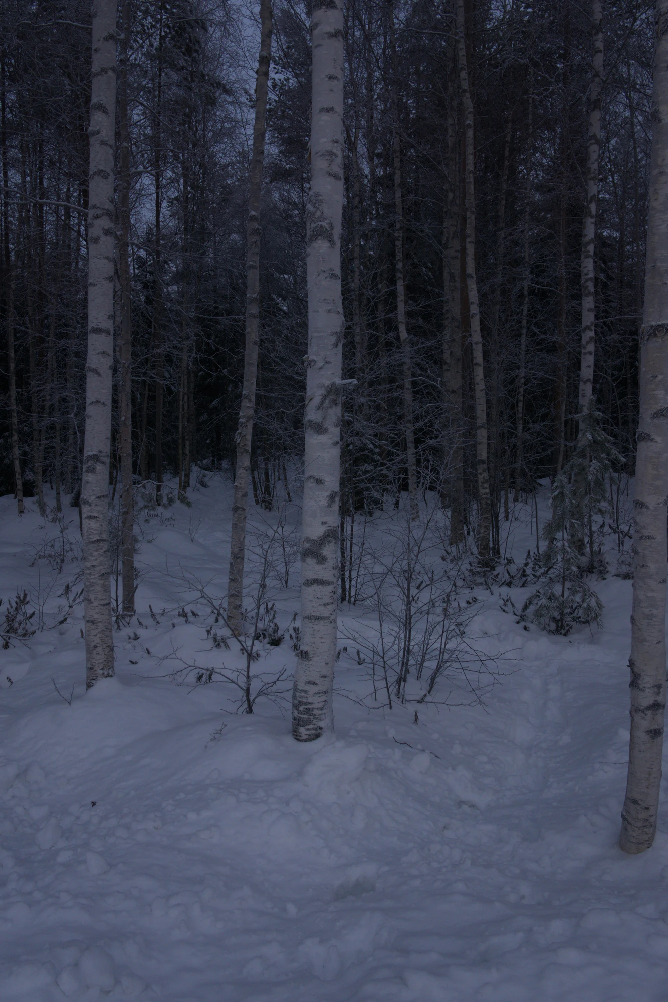 frosty trees 090 — Скачать