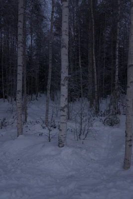 frosty trees 090 — Скачать