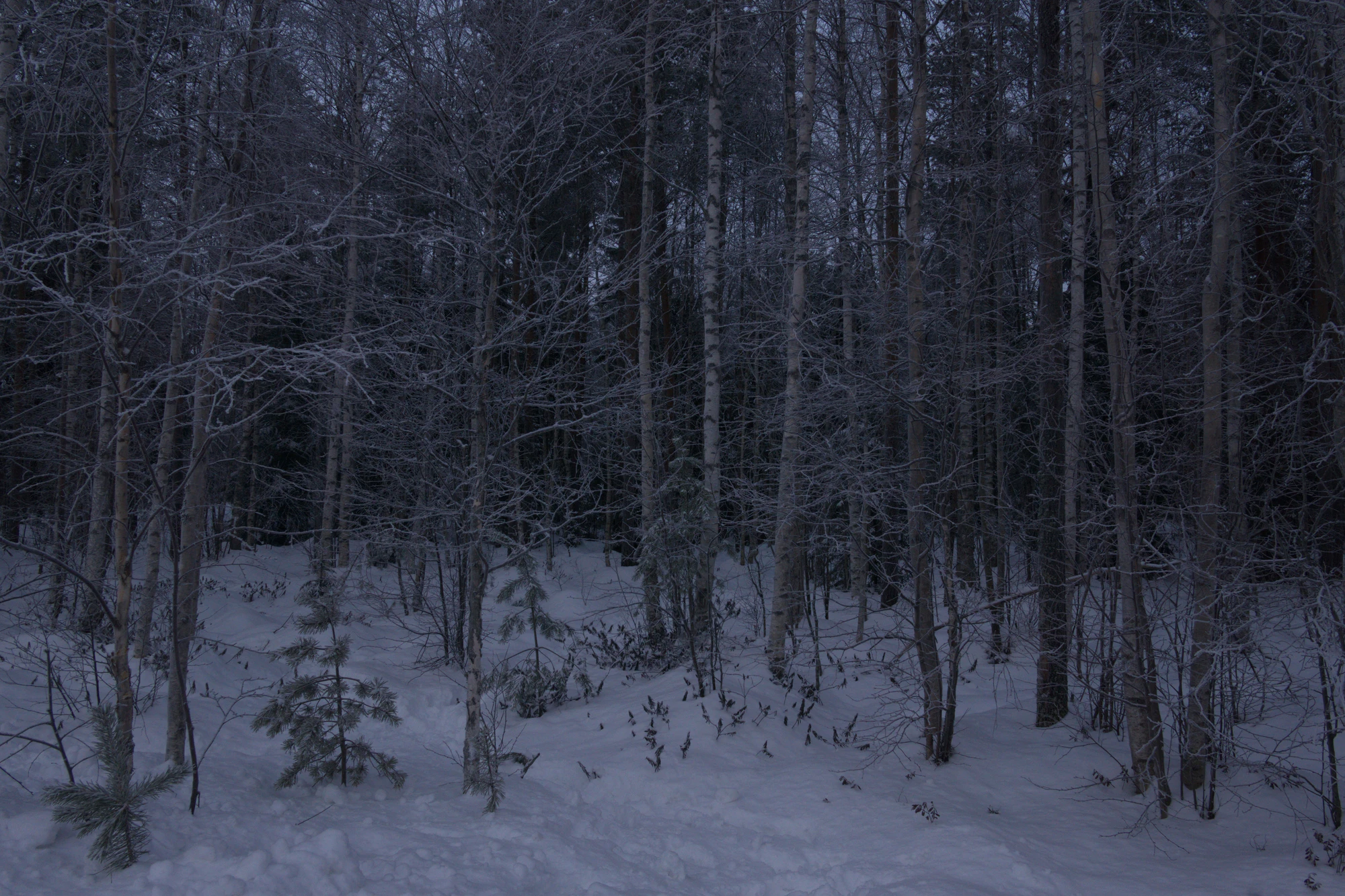 frosty trees 091 — Скачать